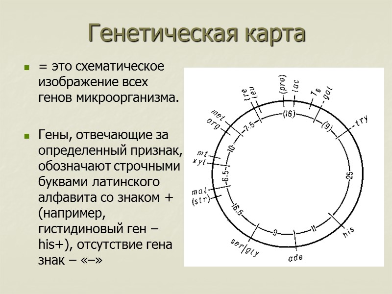 Генетическая карта = это схематическое изображение всех генов микроорганизма.   Гены, отвечающие за